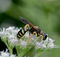 Plancia ëd Ectemnius decemmaculatus (Say 1823)