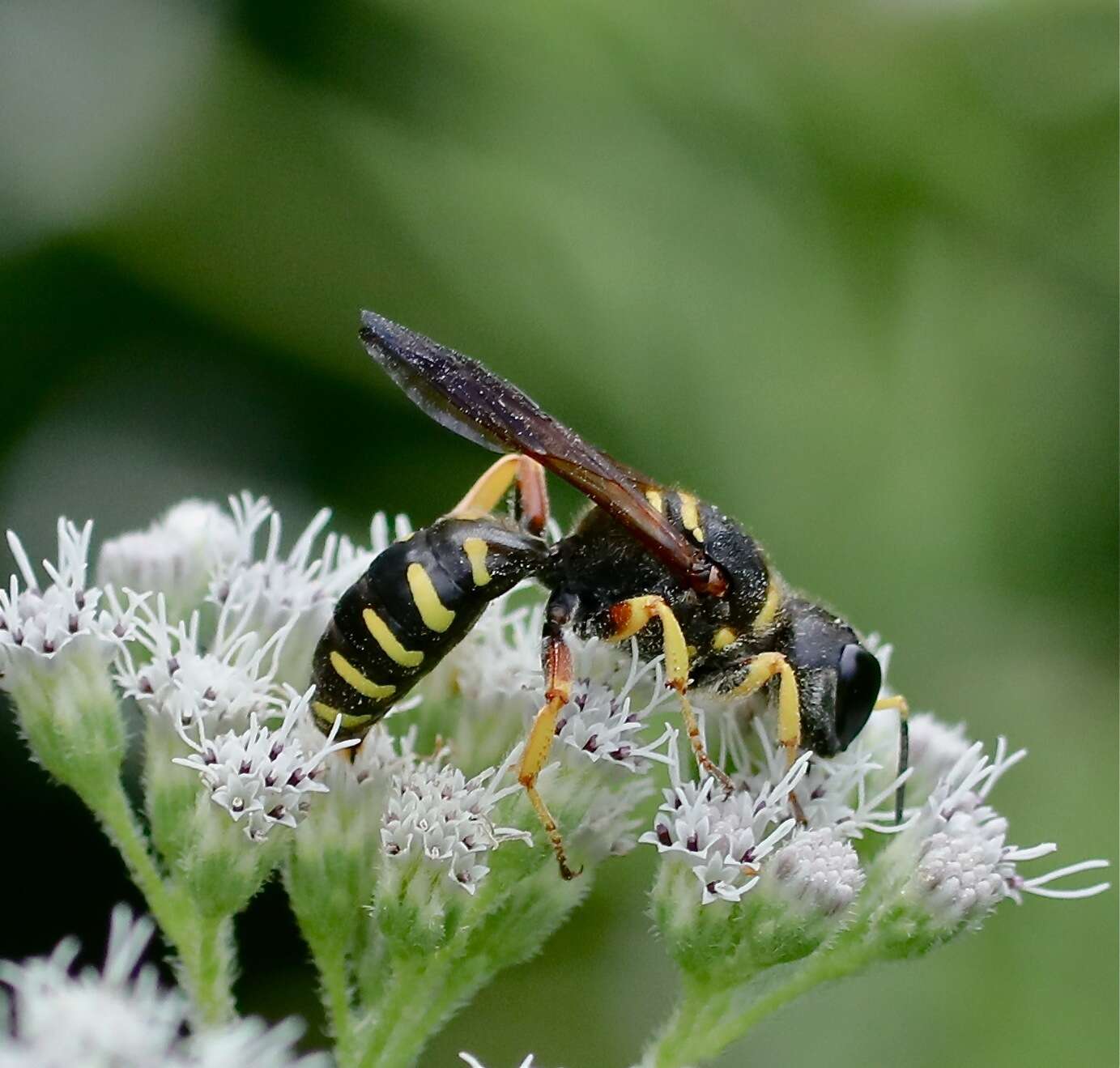 Plancia ëd Ectemnius decemmaculatus (Say 1823)