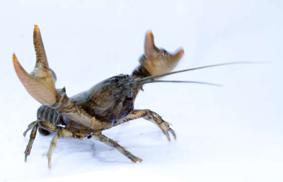 Image of Broad-clawed Crayfish