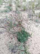 Image of Dianthus volgicus Juzepczuk