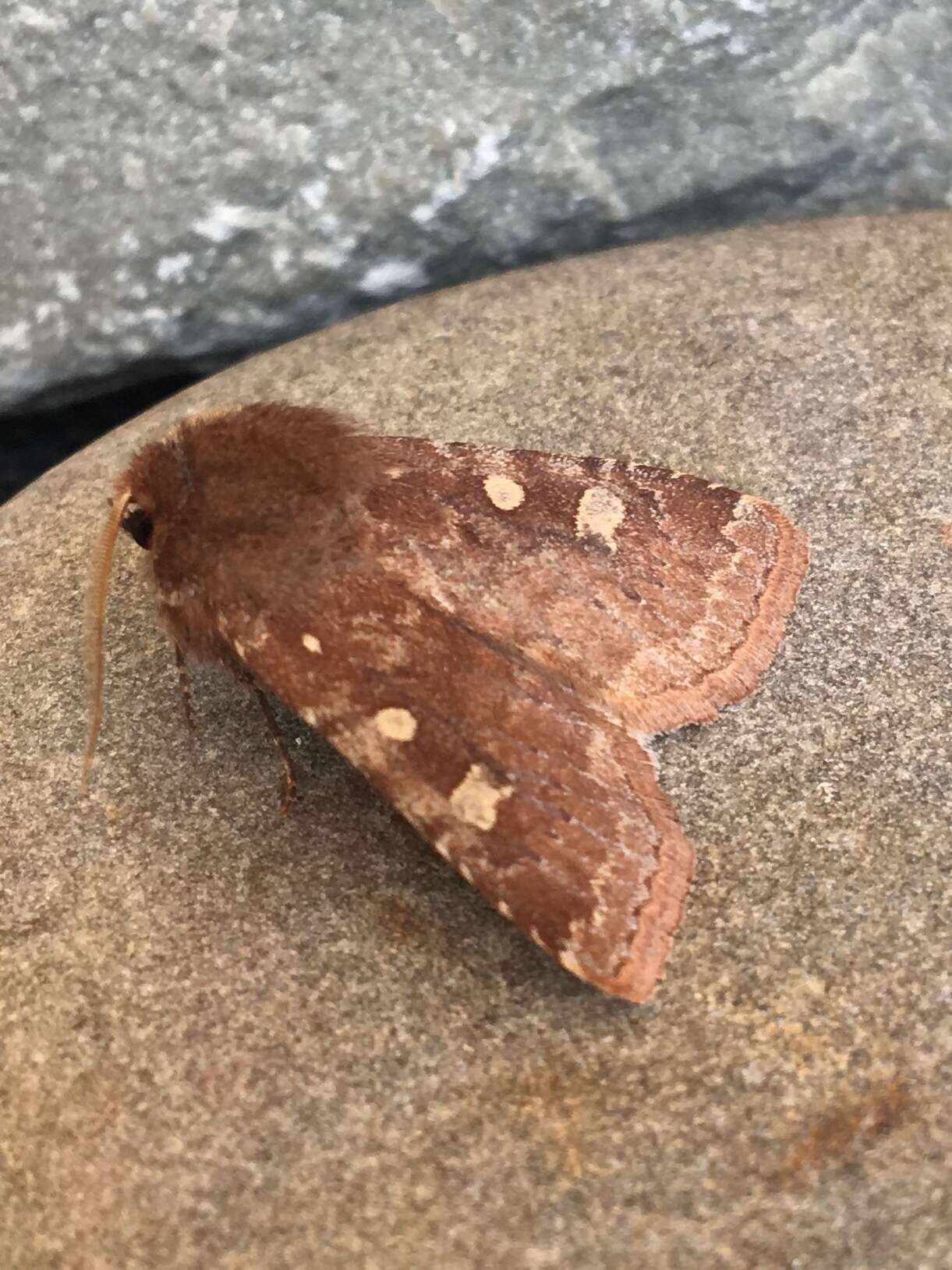 Слика од Cerastis tenebrifera Walker 1865