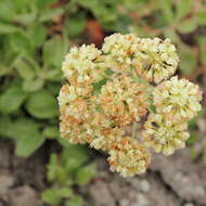 Image of sulphur-flower buckwheat