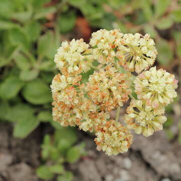 Image of sulphur-flower buckwheat