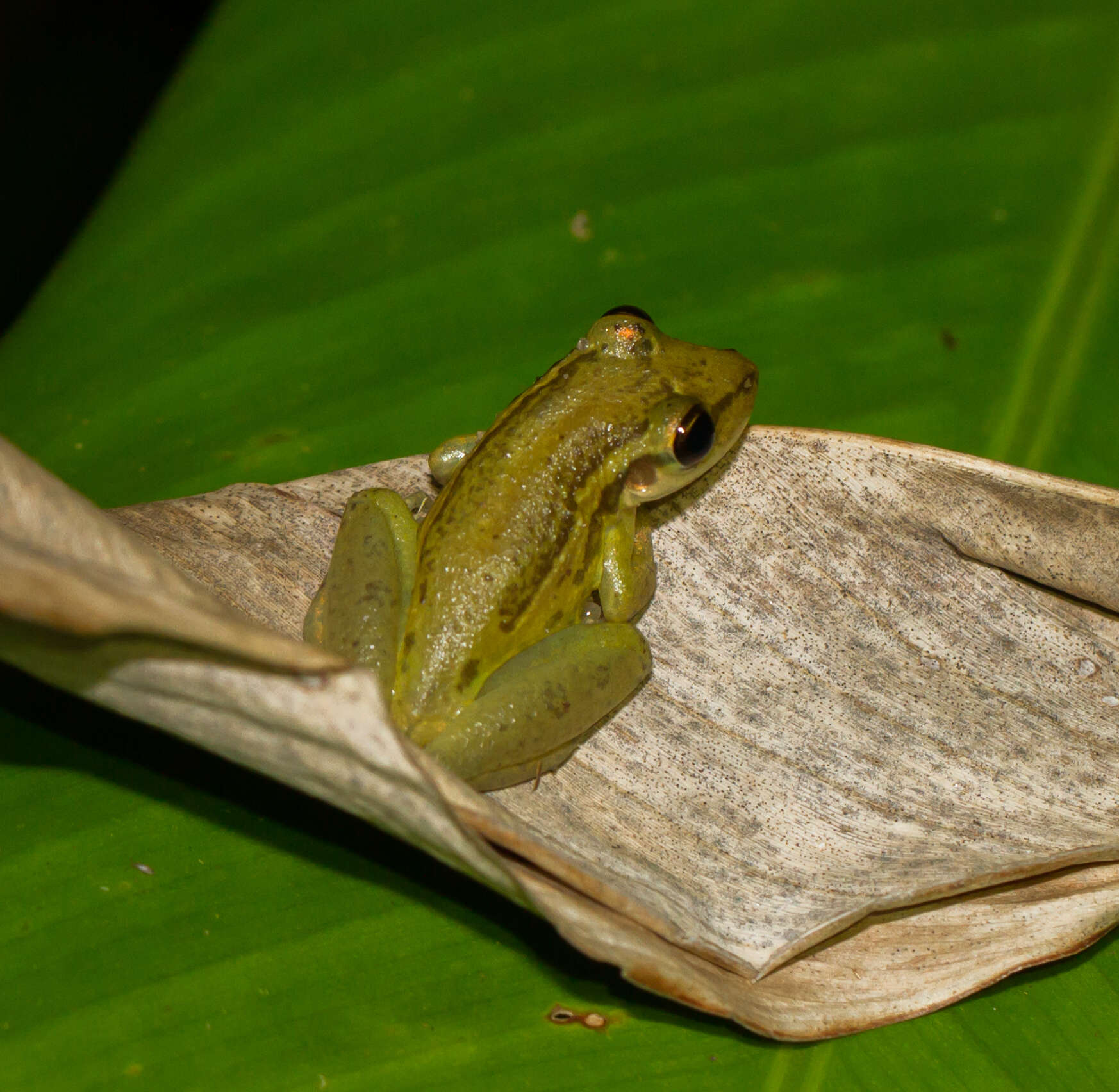 Image of Allen's Snouted Treefrog