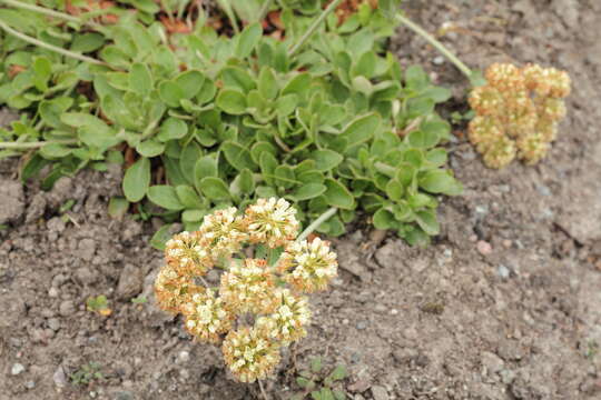 Image of sulphur-flower buckwheat