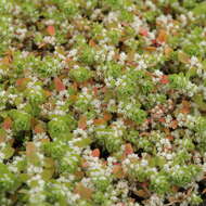 Image of Coral-necklace