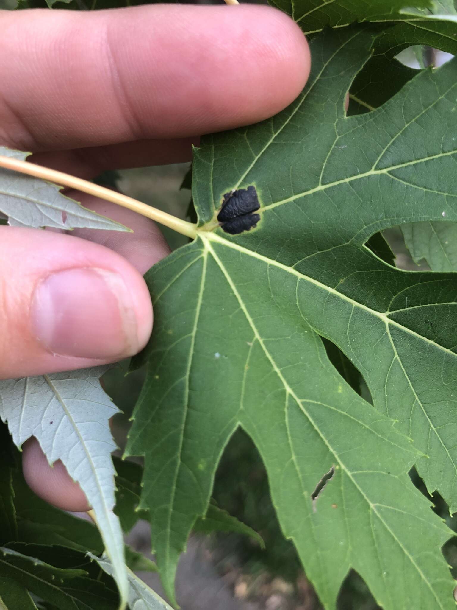 Image of Rhytisma americanum Hudler & Banik 1998