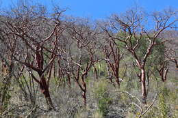 Imagem de Bursera morelensis Ramirez