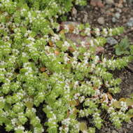 Image of Coral-necklace