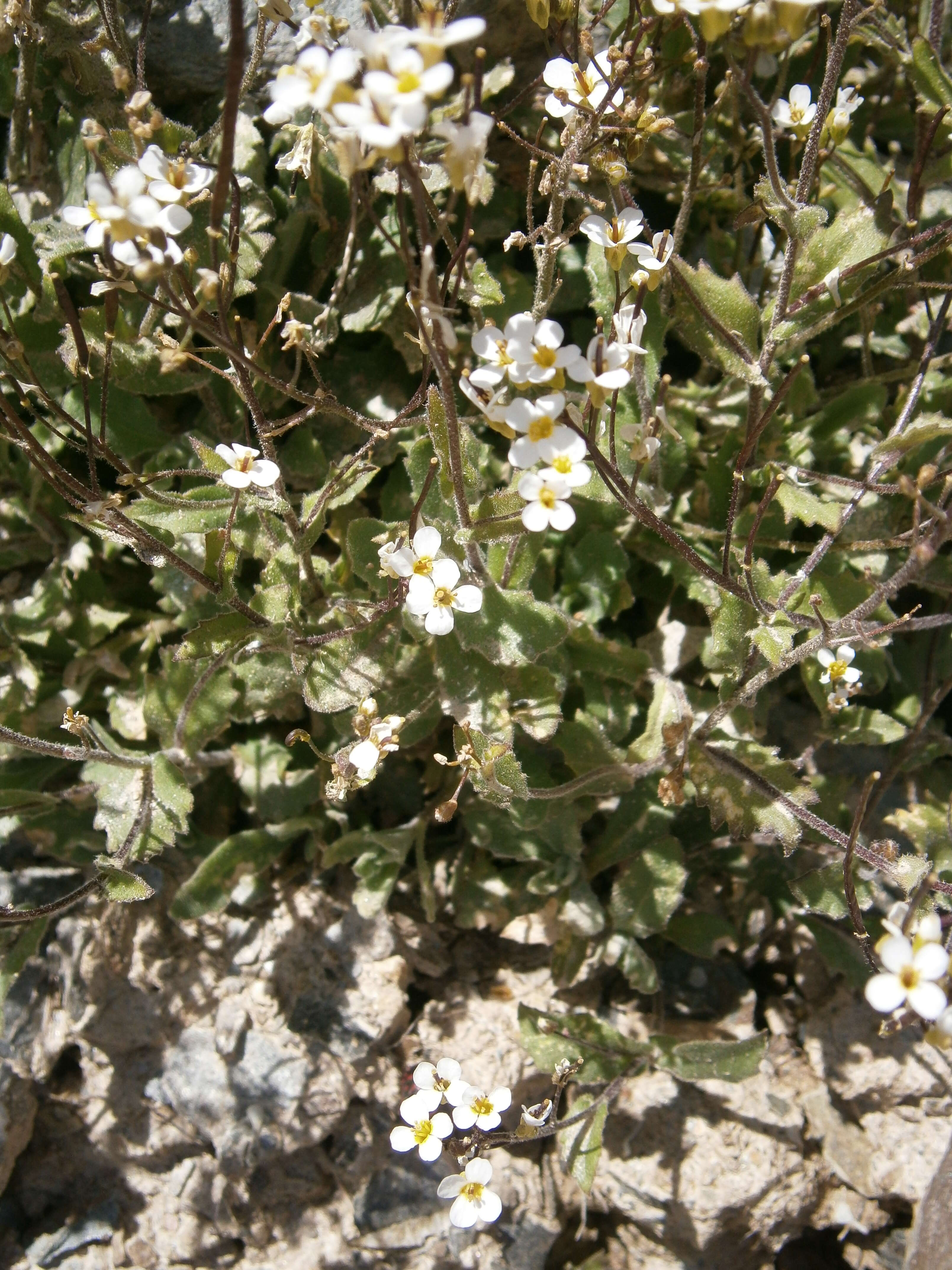 Image of alpine rockcress