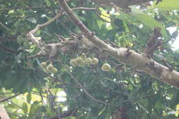 Image of Ficus variegata Bl.