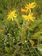 Image of mountain arnica