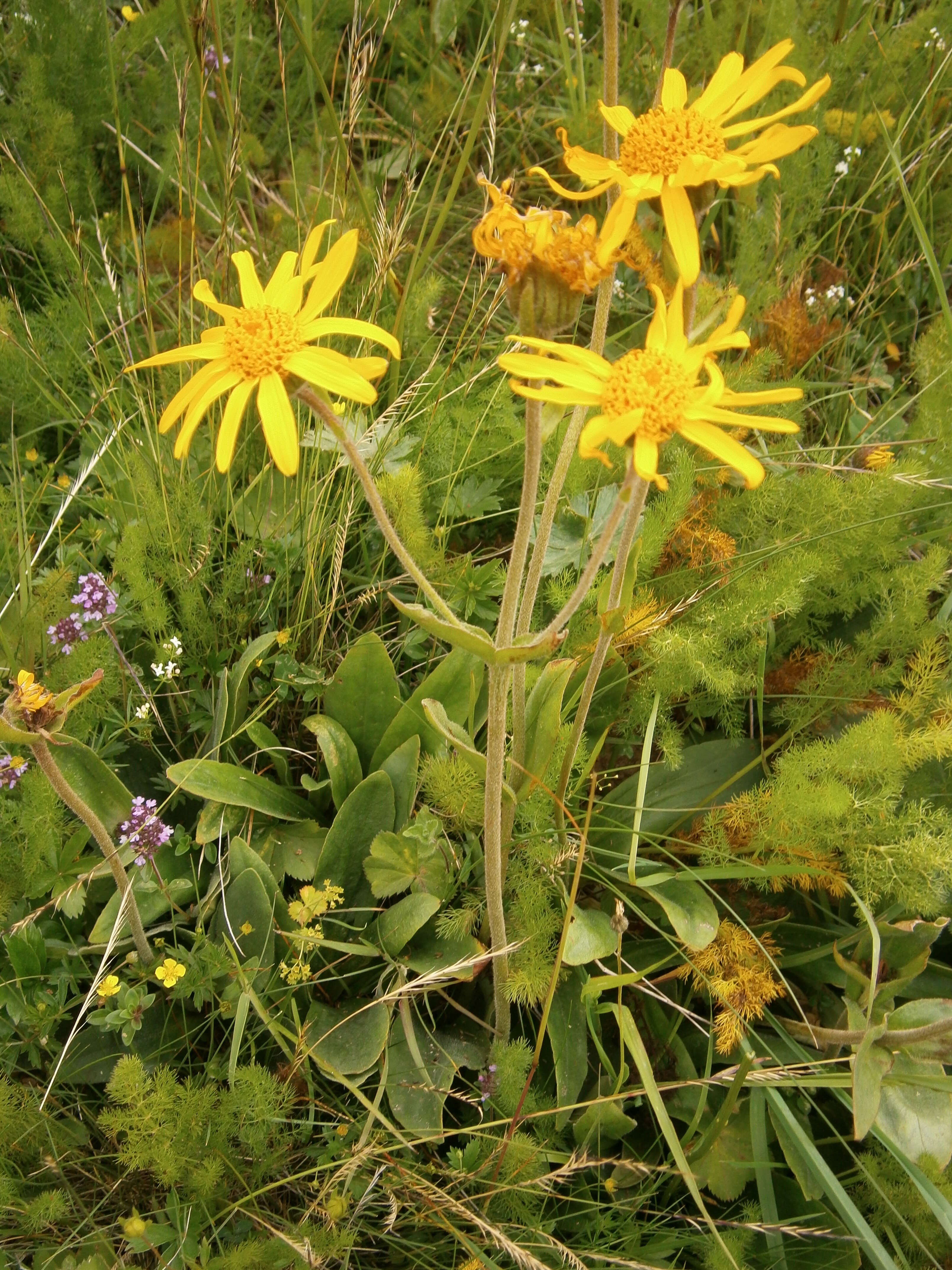 Image of mountain arnica