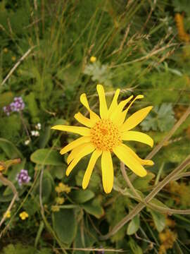 Image of mountain arnica