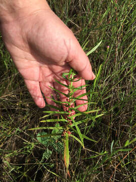 Image de Ammannia coccinea Rottb.