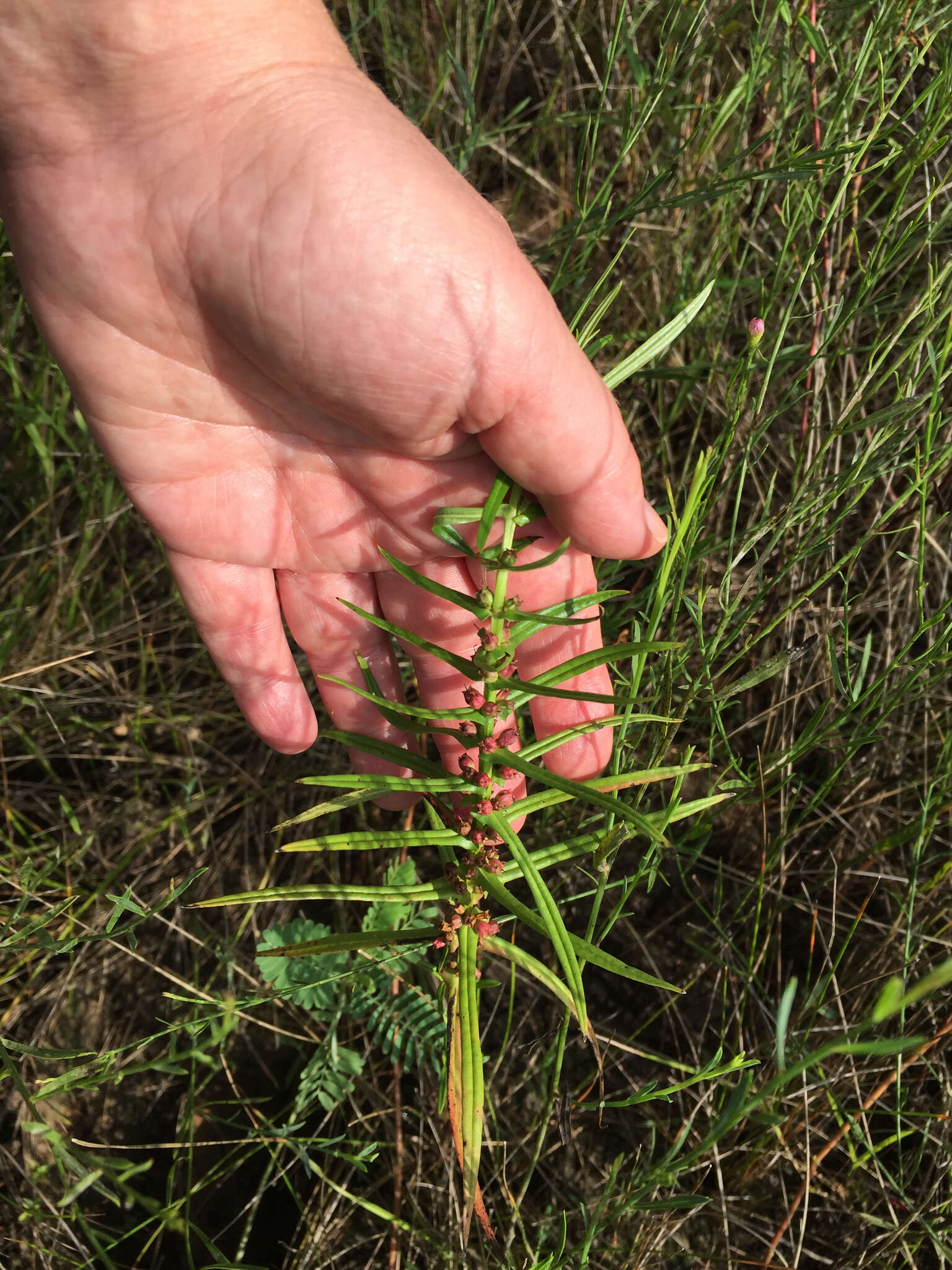 صورة Ammannia coccinea Rottb.