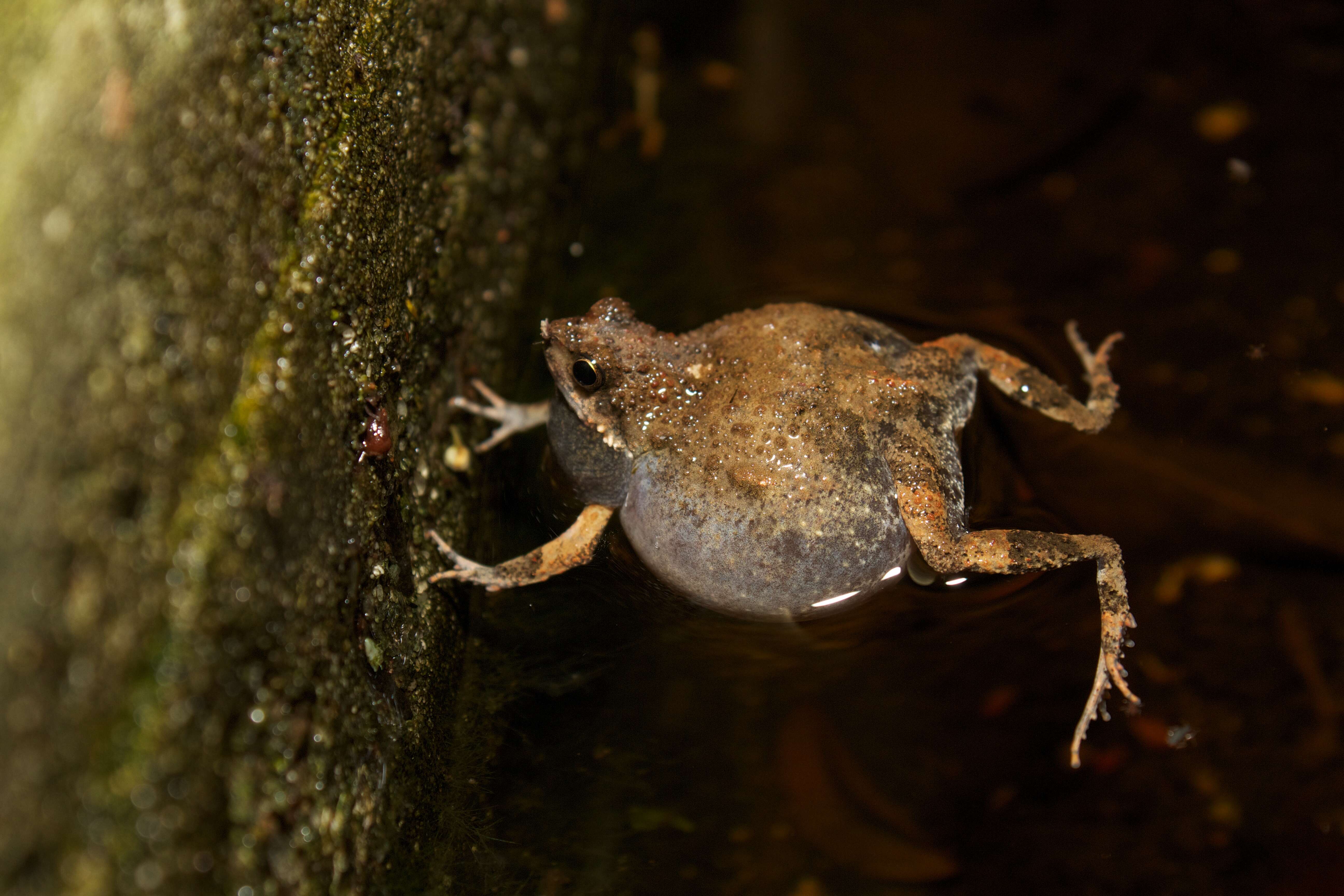 Image of Tungara Frog