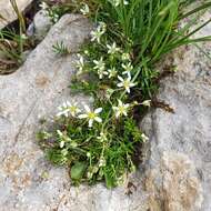 Слика од Moehringia ciliata (Scop.) Dalla Torre