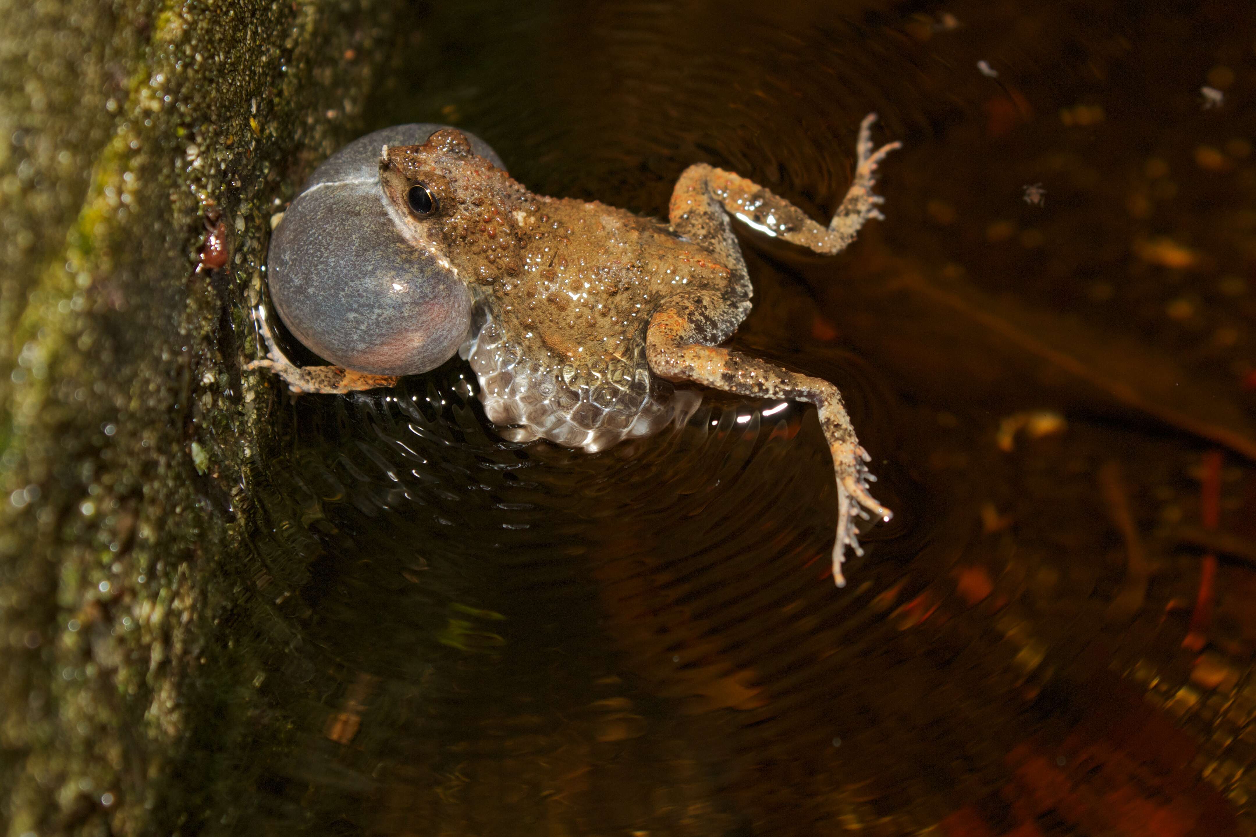 Image of Tungara Frog