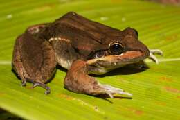 Image of Bolivian White-lipped Frog