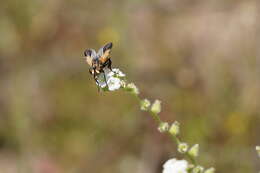 Image of Trichopoda arcuata Bigot 1876