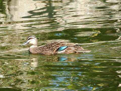 Image of Grey Duck