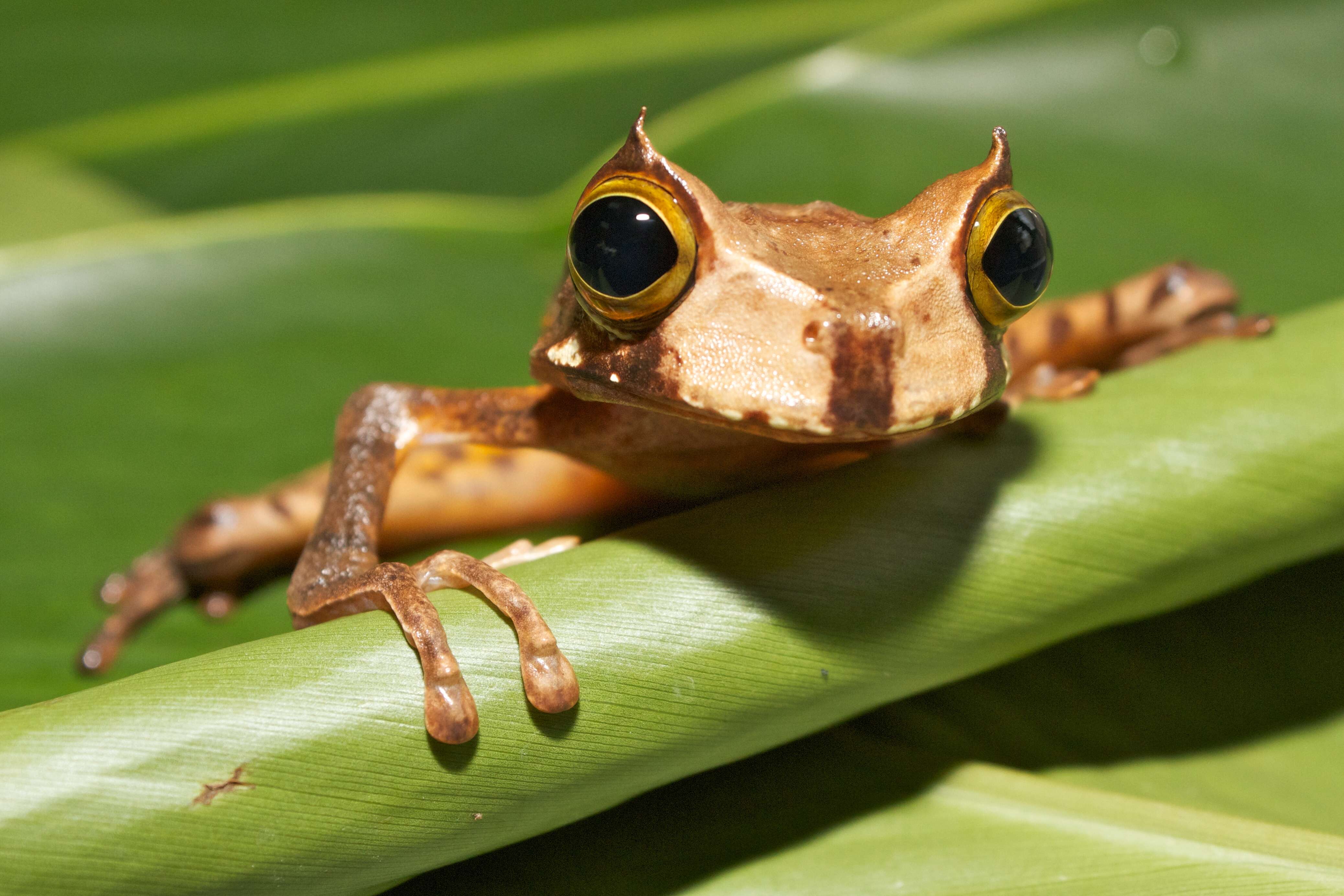 Image of Horned Marsupial Frog