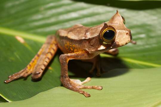 Image de Gastrotheca cornuta (Boulenger 1898)