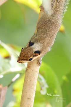Image of Black-eared pygmy squirrel
