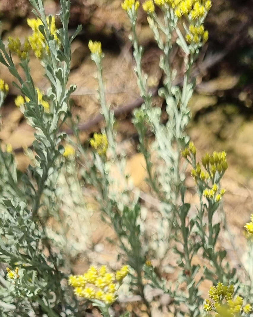 Image of Helichrysum excisum (Thunb.) Less.