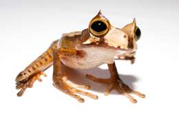 Image of Horned Marsupial Frog