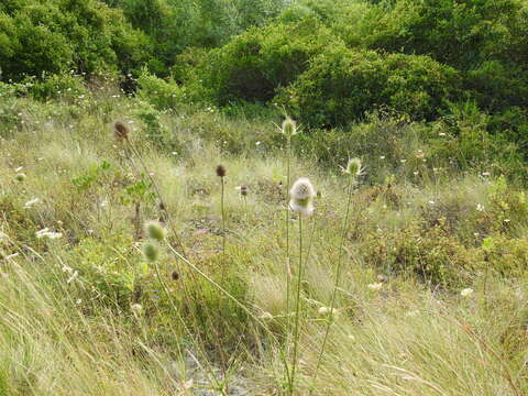 Image of Dipsacus comosus Hoffmanns. & Link