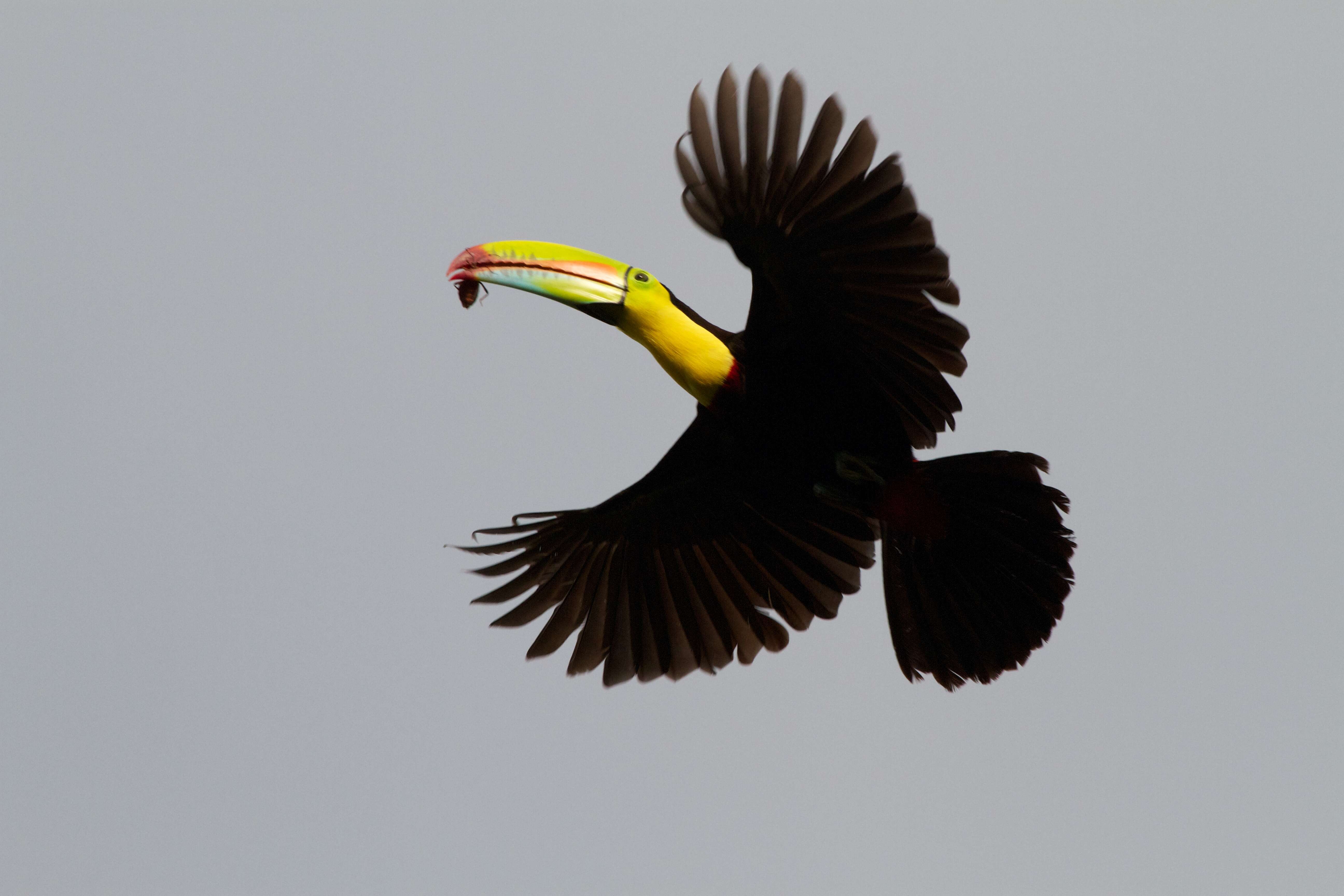 Image of Keel-billed Toucan