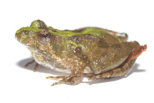 Image of Northern Cricket Frog