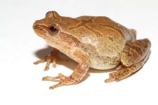 Image of Spring Peeper