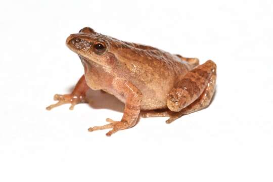 Image of Spring Peeper