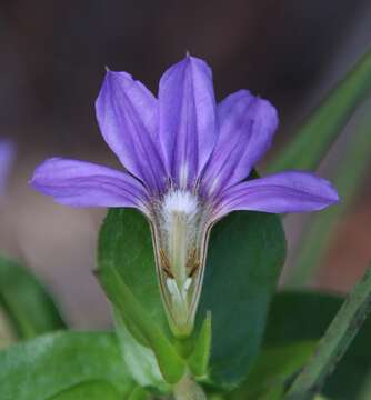 Image of Scaevola platyphylla Lindl.