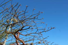 Image of Bursera morelensis Ramirez