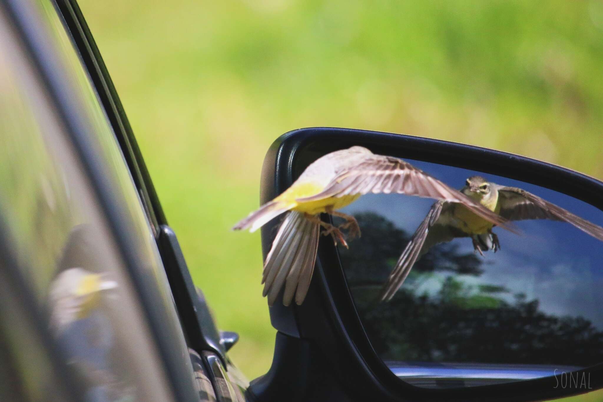 Image of Legge's Flowerpecker