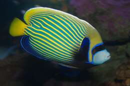 Image of Angelfish