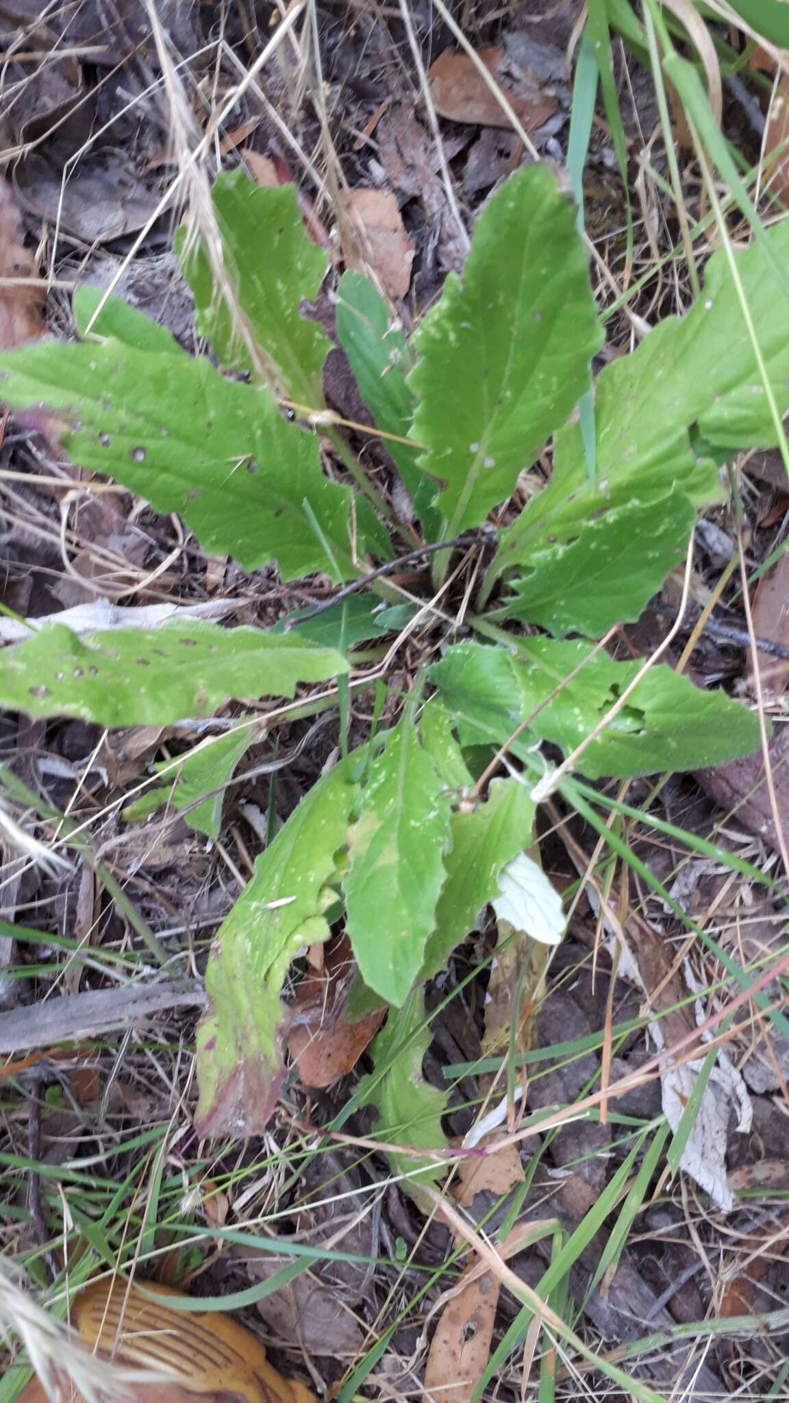 Plancia ëd Cymbonotus preissianus Steetz