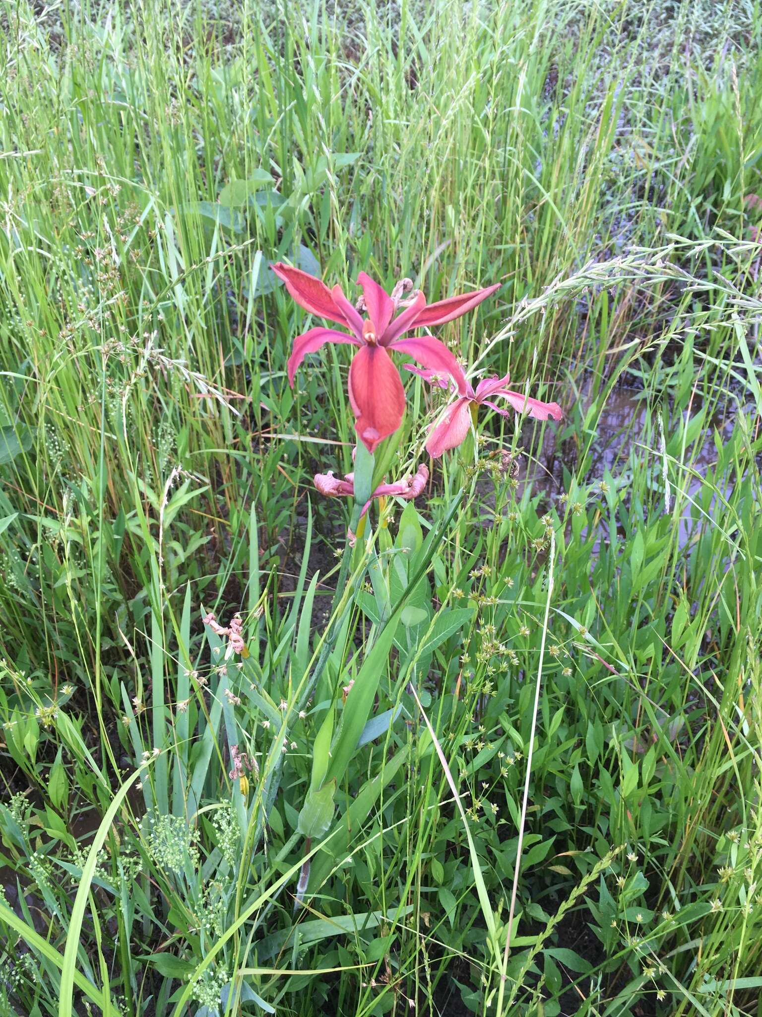 Image of copper iris