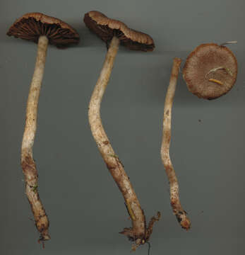 Imagem de Cortinarius angelesianus A. H. Sm. 1944