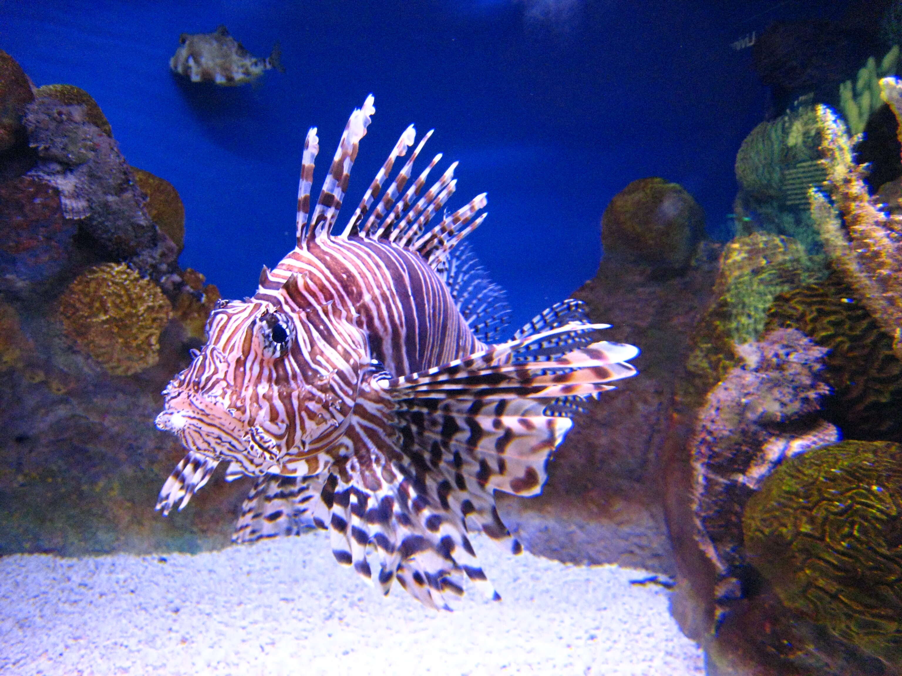 Image of Common lionfish