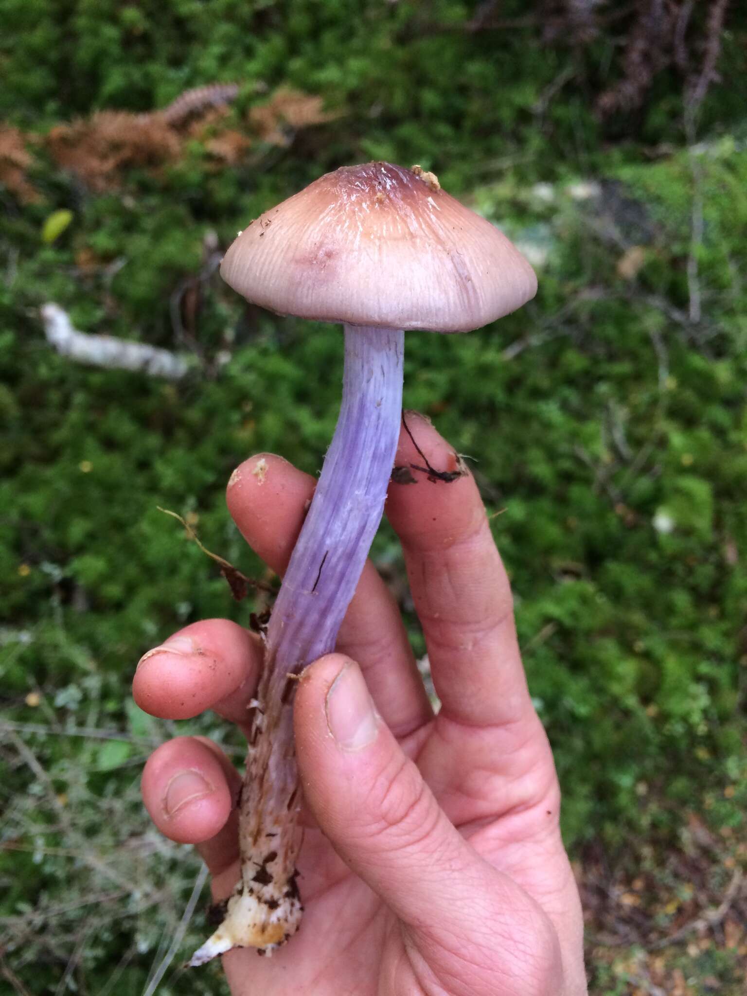 Image of Cortinarius bellus E. Horak 1990