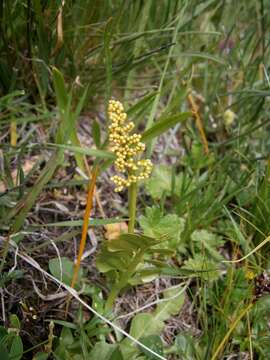 Image of common moonwort