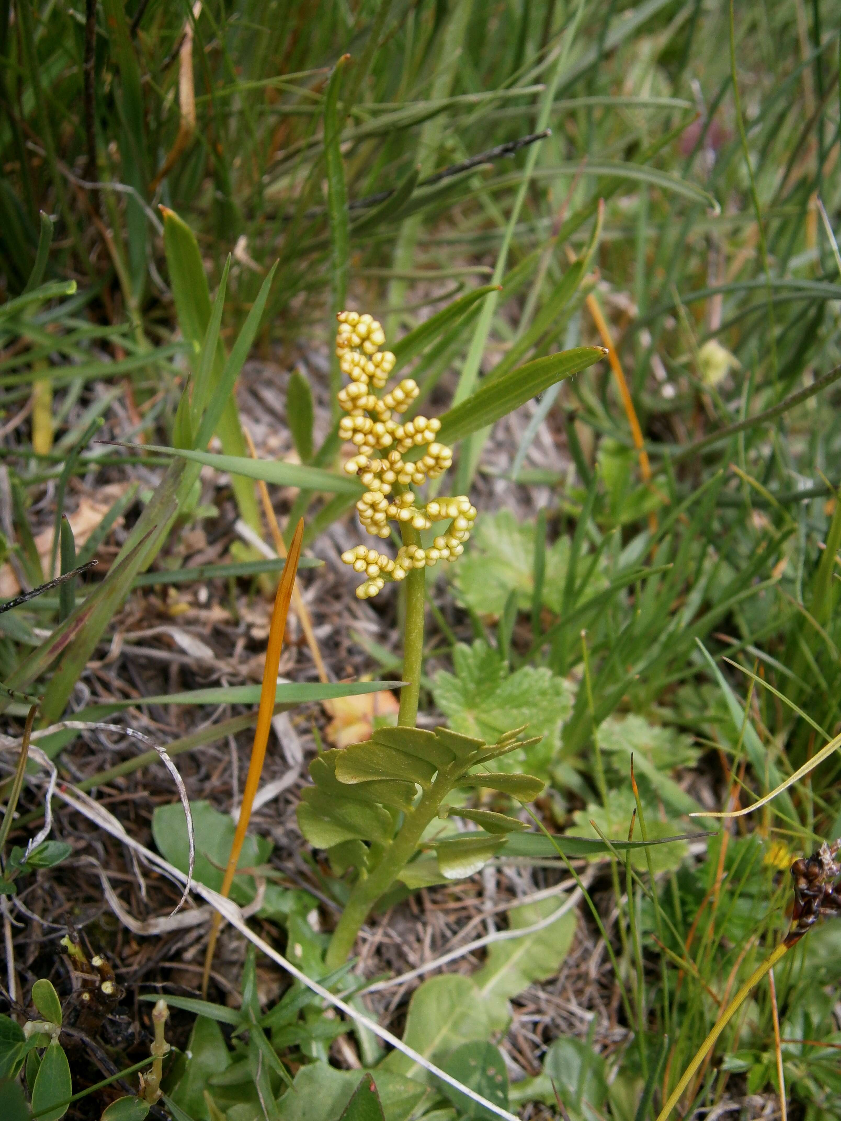 Image of common moonwort