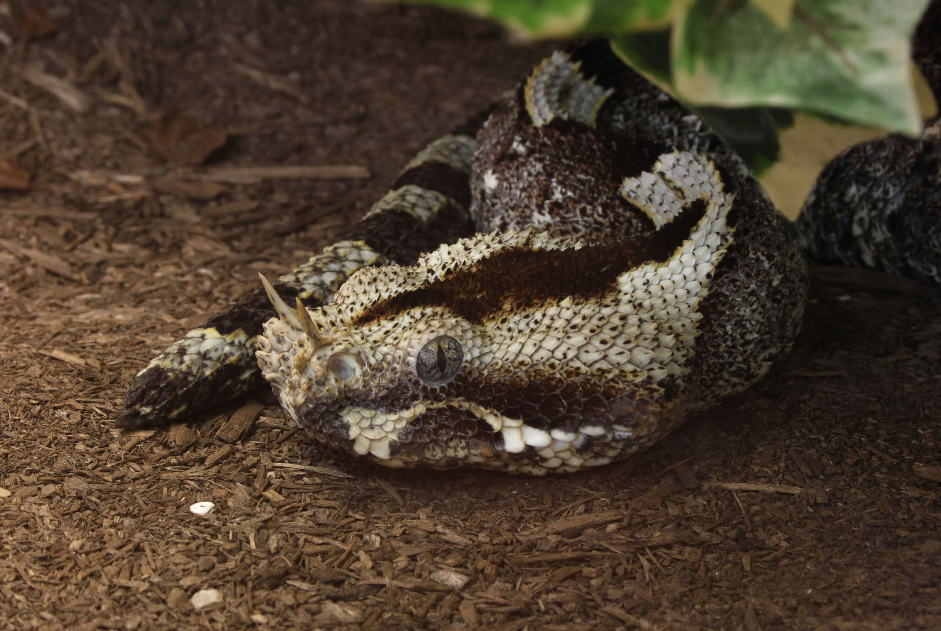 Image of Rhinoceros Viper