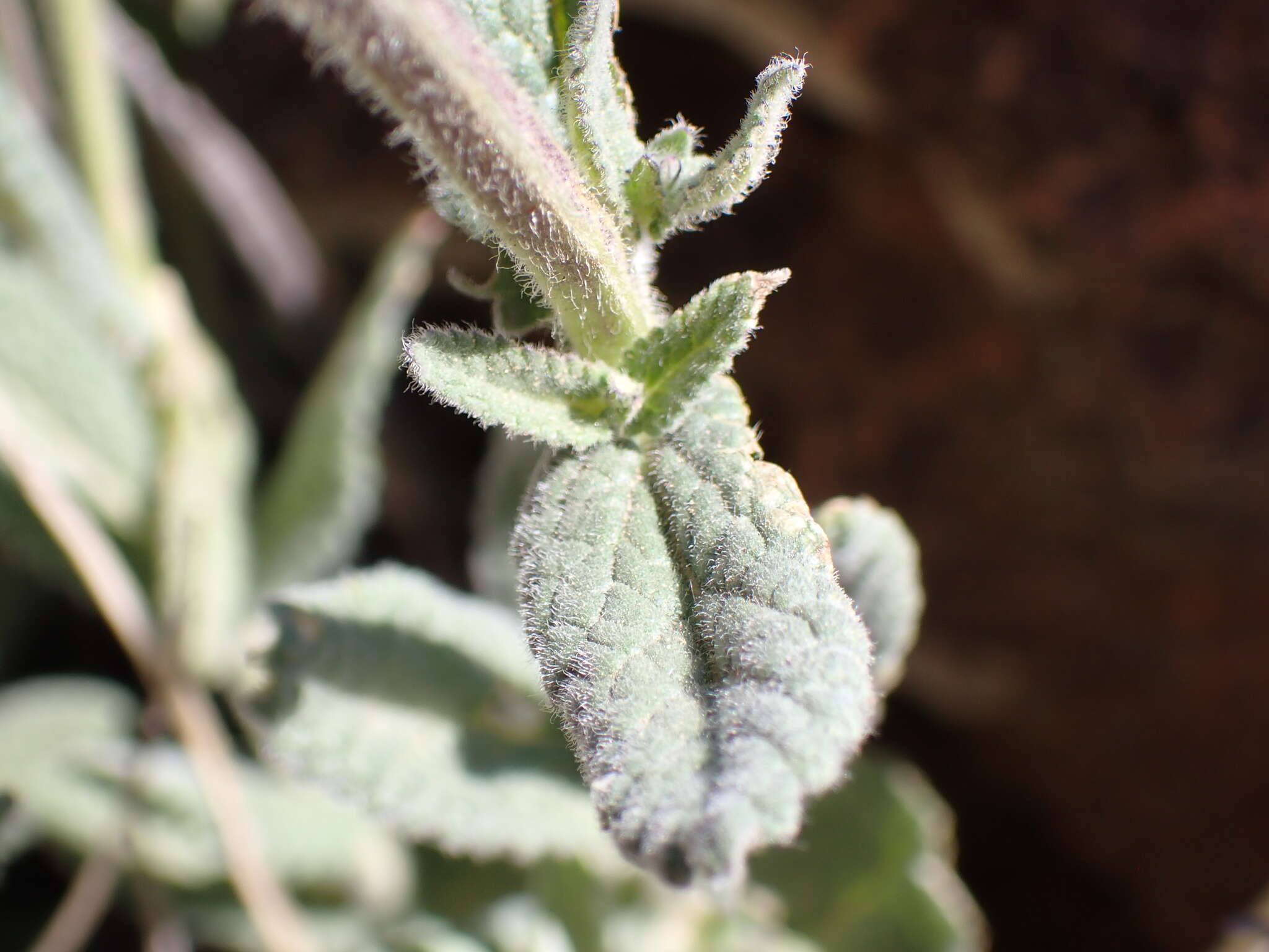 Image of Nepeta teydea Webb & Berthel.