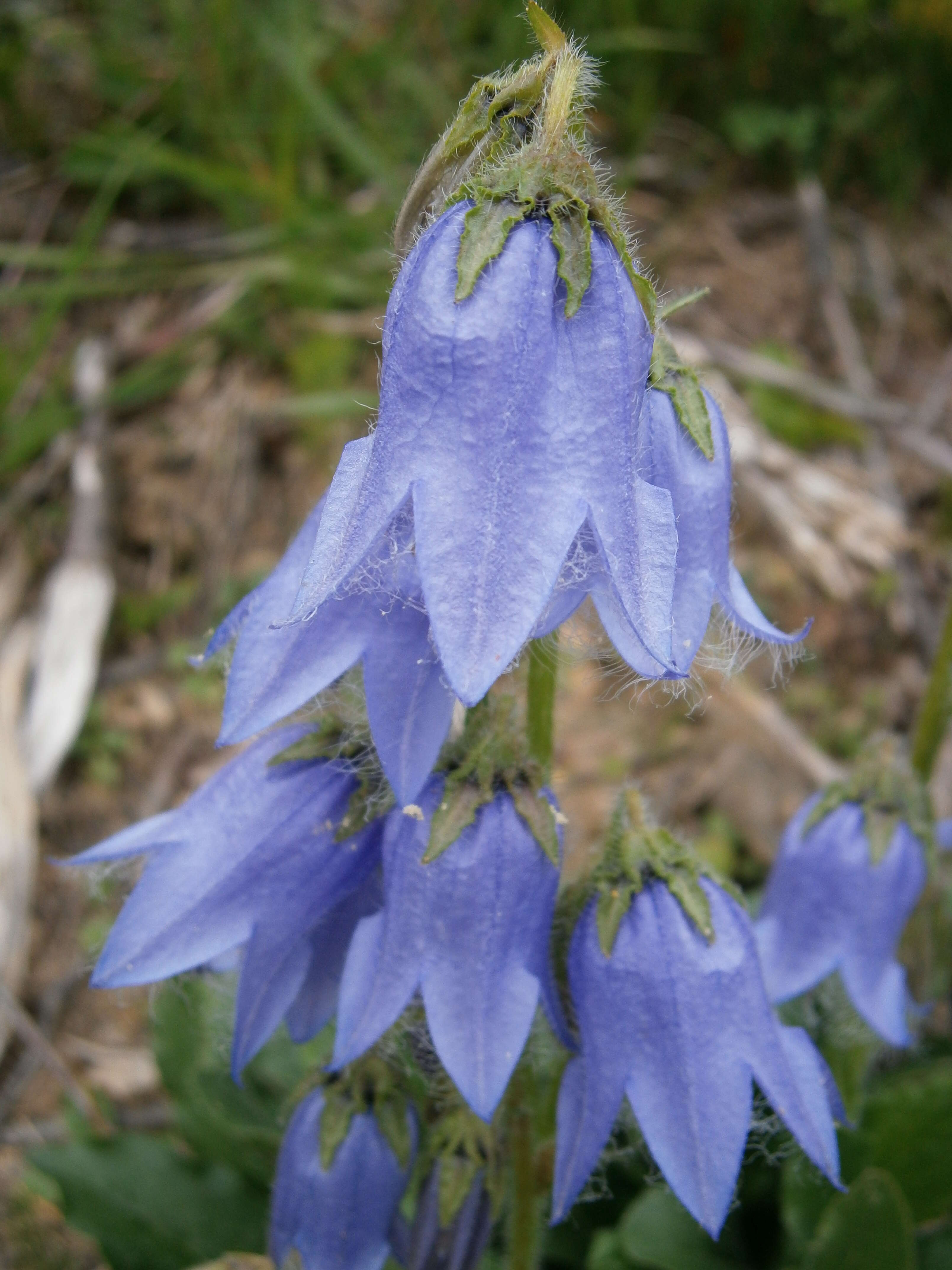 Image of Bearded Bellflower